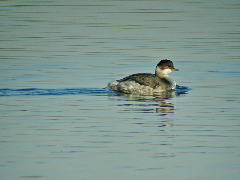 Podiceps nigricollis adulte