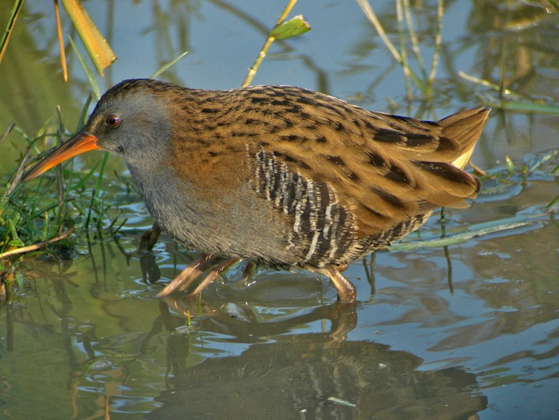 Rallus aquaticus adulte