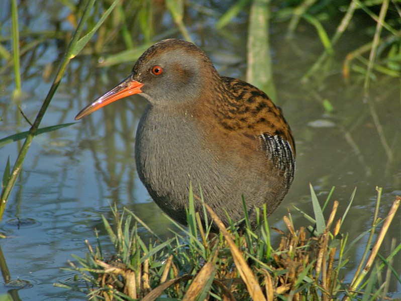 Rallus aquaticus adulte
