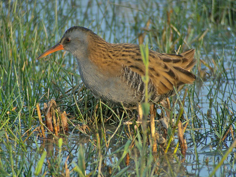 Rallus aquaticus adulte