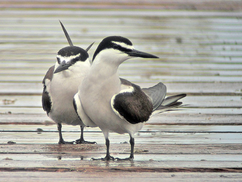 Onychoprion anaethatus adulte