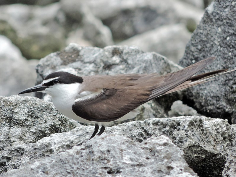Onychoprion anaethatus adulte