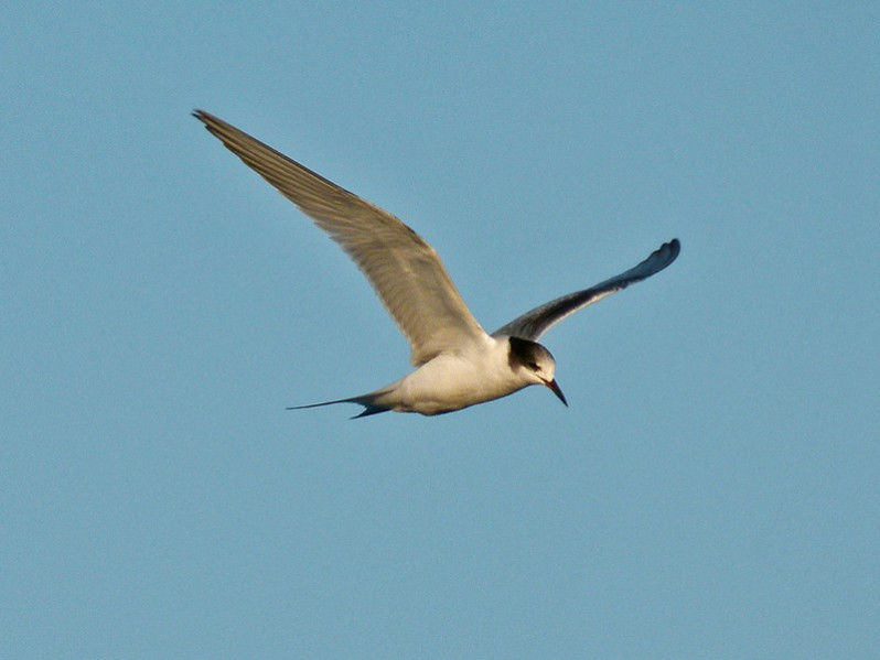 Sterna hirundo adulte