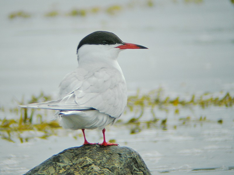 Sterna hirundo adulte