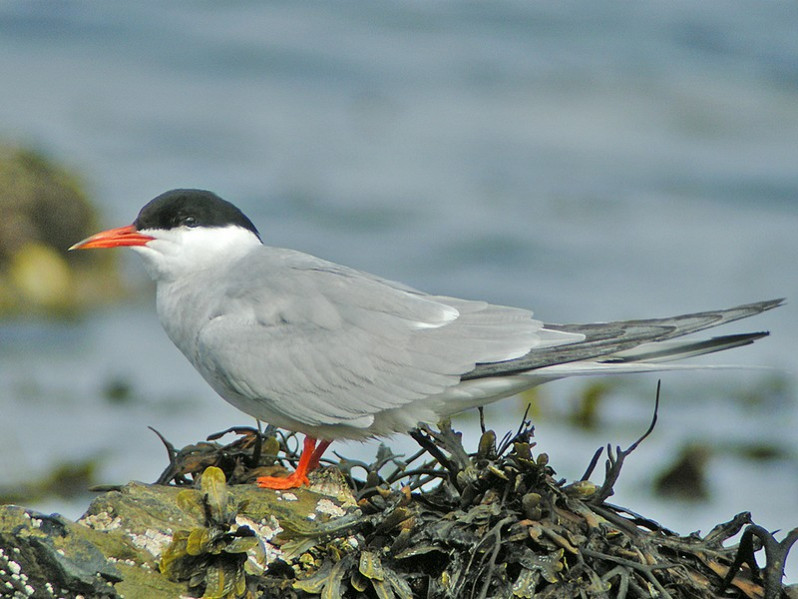 Sterna hirundo adulte