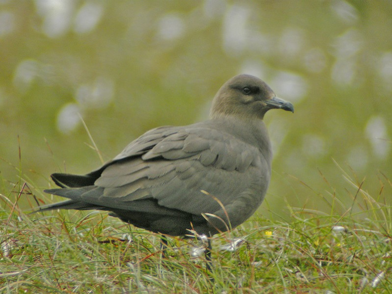 Stercorarius parasiticus adulte