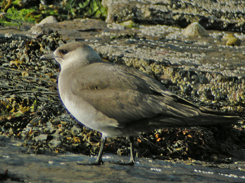 Stercorarius parasiticus adulte