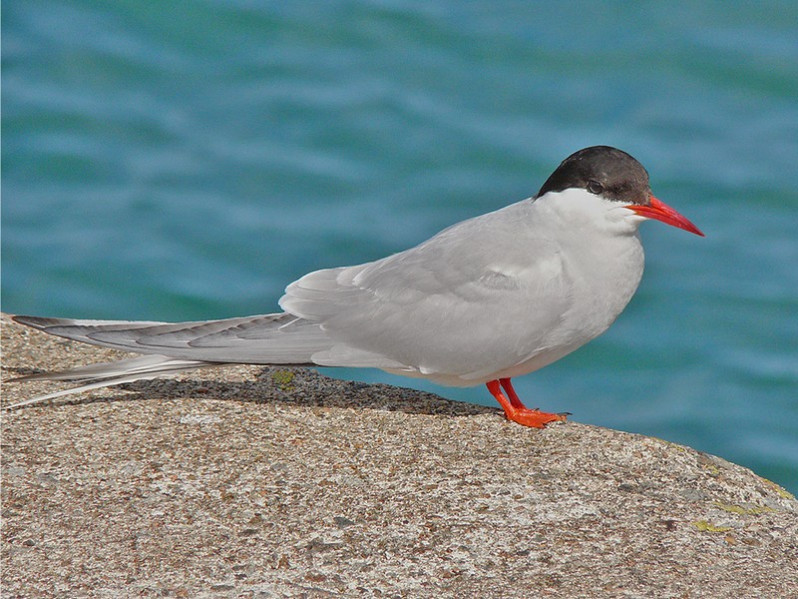 Sterna paradisaea adulte