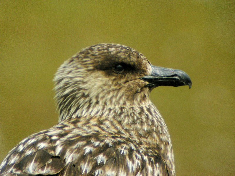 Stercorarius skua adulte