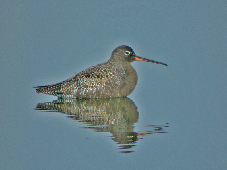 Tringa erythropus adulte