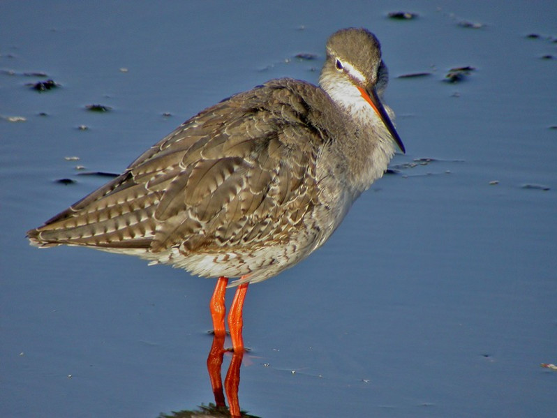 Tringa erythropus adulte