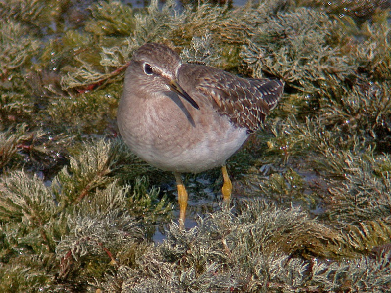 Tringa glareola adulte