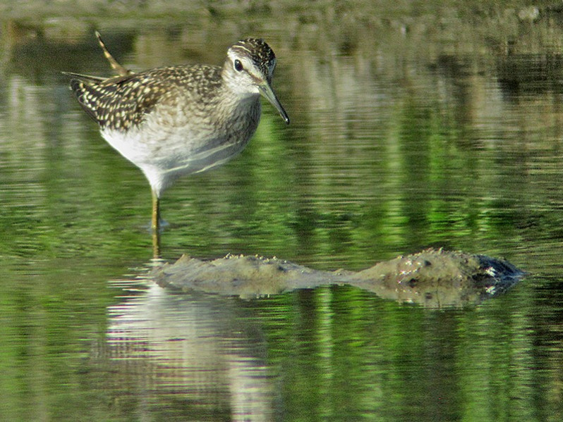 Tringa glareola adulte