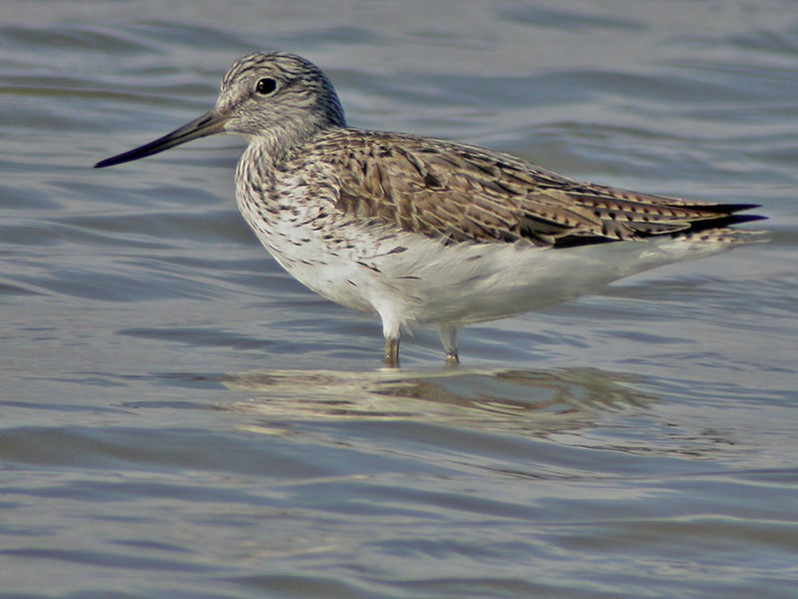 Tringa nebularia adulte