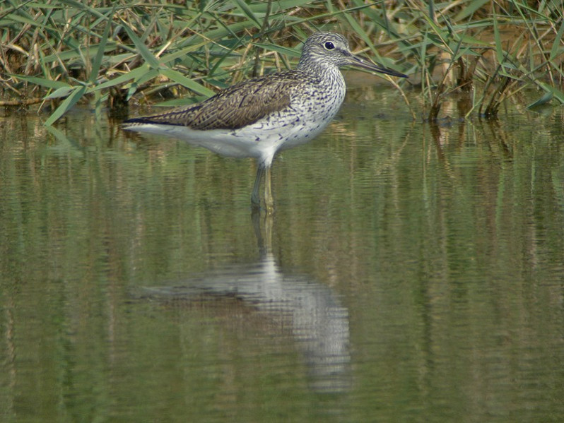 Tringa nebularia adulte