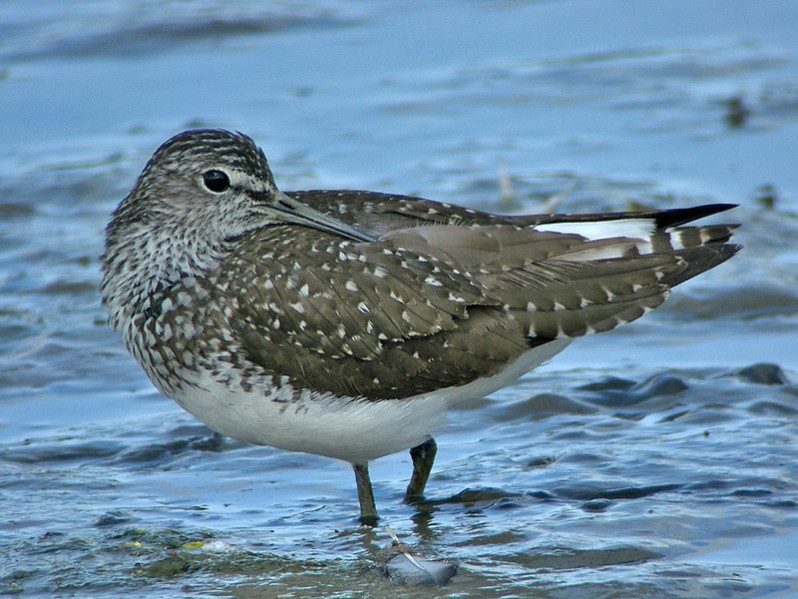 Tringa ochropus adulte