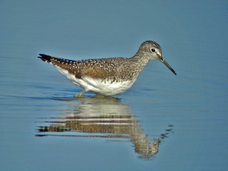 Tringa ochropus adulte
