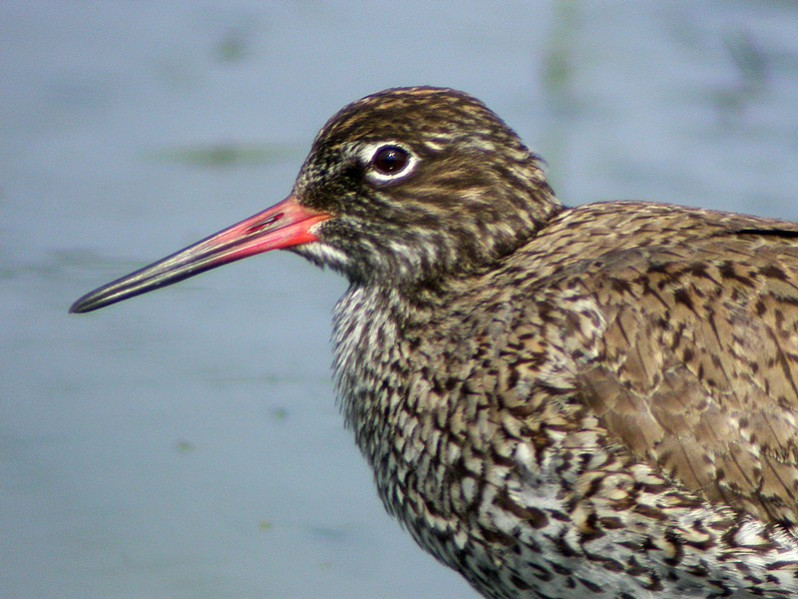 Tringa totanus adulte en plumage nuptial