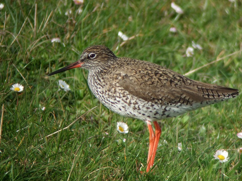 Tringa totanus adulte en plumage nuptial