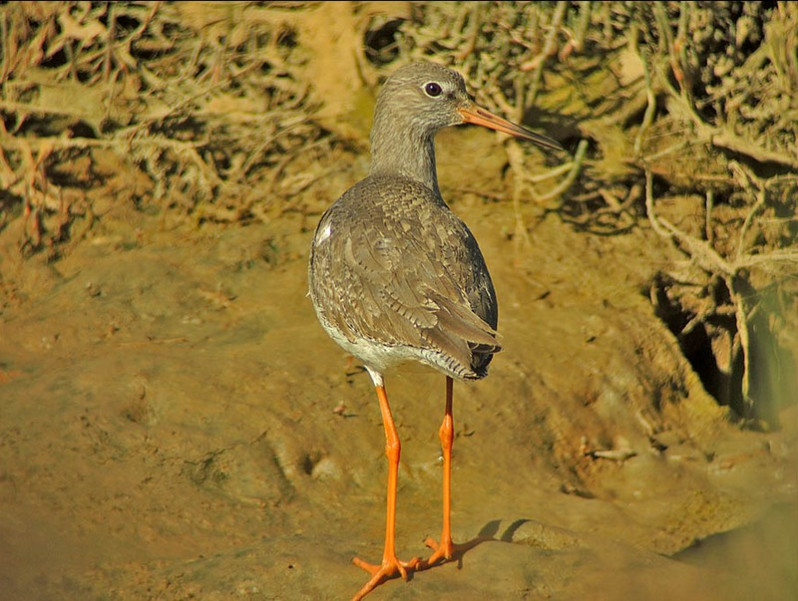 Tringa totanus adulte