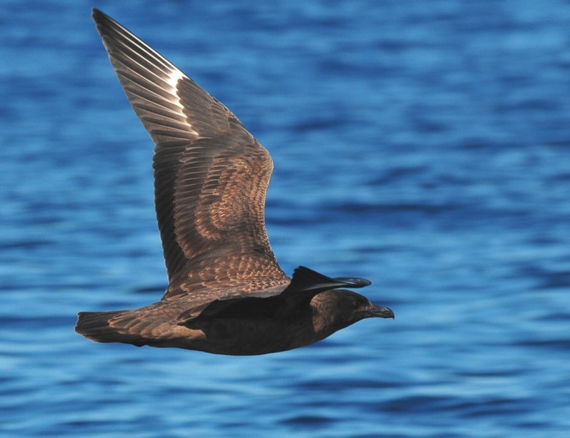 Stercorarius skua adulte