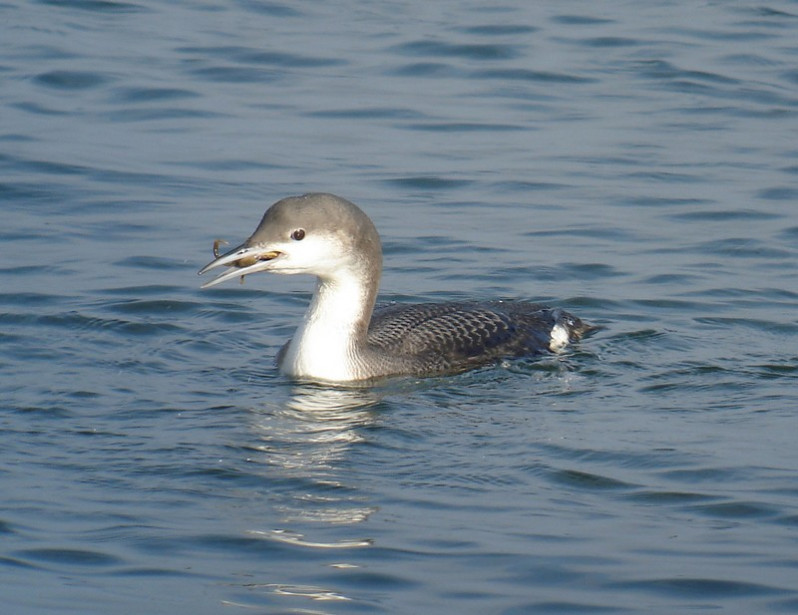 Gavia arctica