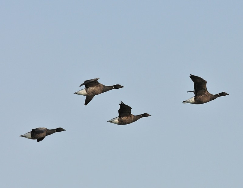 Branta bernicla (Linnaeus, 1758)