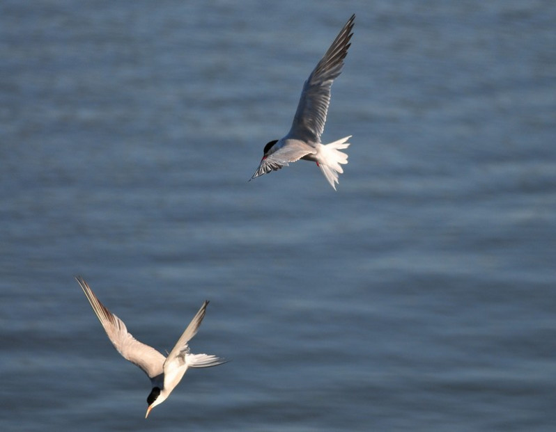 Sterna hirundo