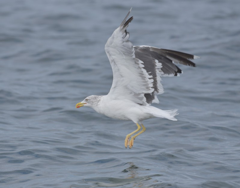 Larus fuscus (Linnaeus, 1758)