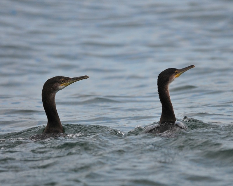 Phalacrocorax aristotelis (Linnaeus, 1761)