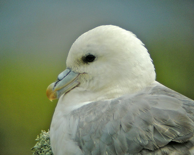 Fulmarus glacialis adulte