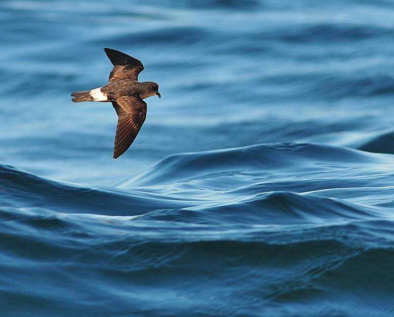 Hydrobates pelagicus
