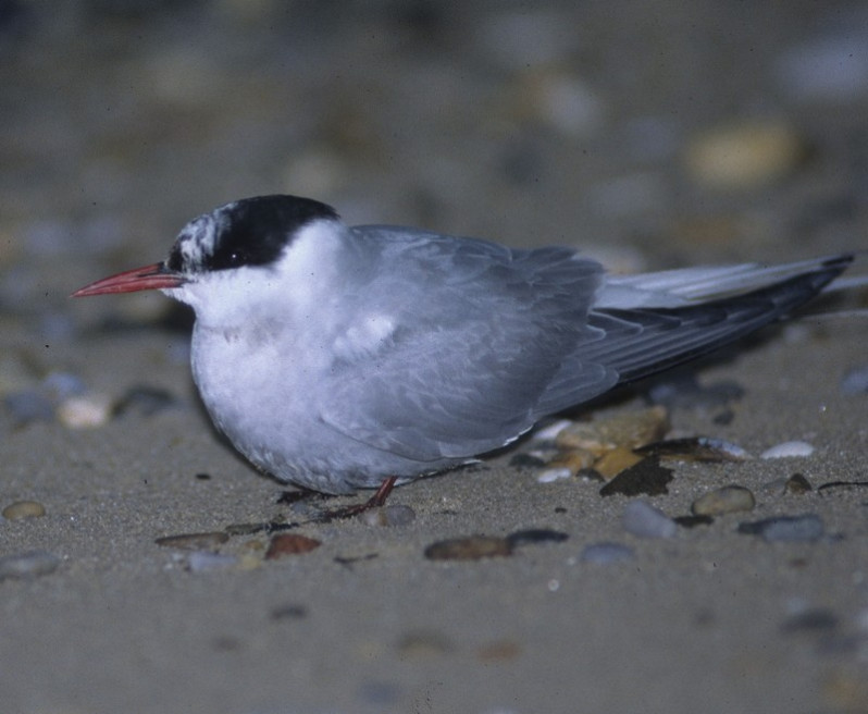 Sterna paradisaea