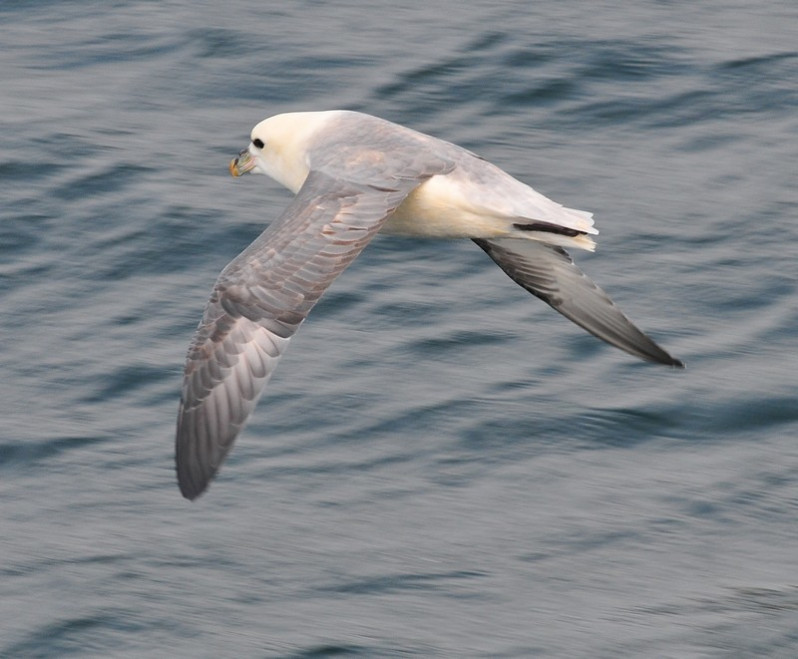 Fulmarus glacialis (Linnaeus, 1761)