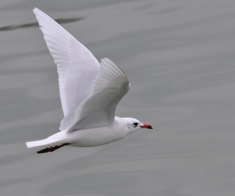 Ichthyaetus melanocephalus en vol