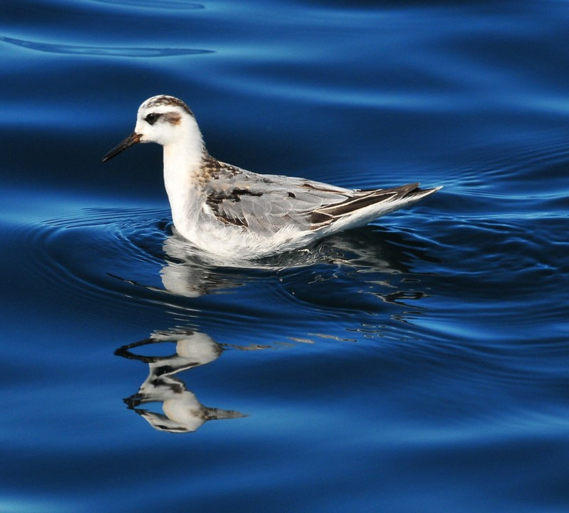 Phalaropus fulicarius adulte