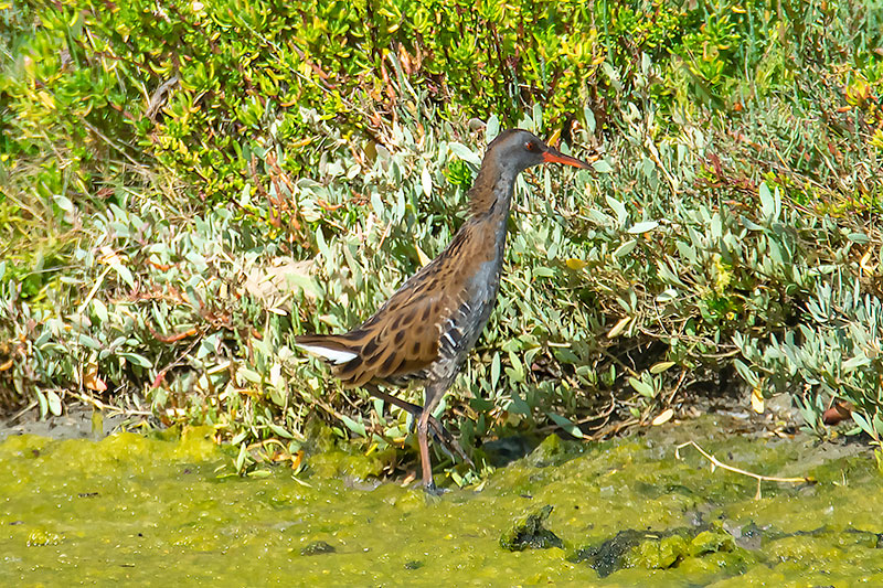 Rallus aquaticus (Râle d'eau)