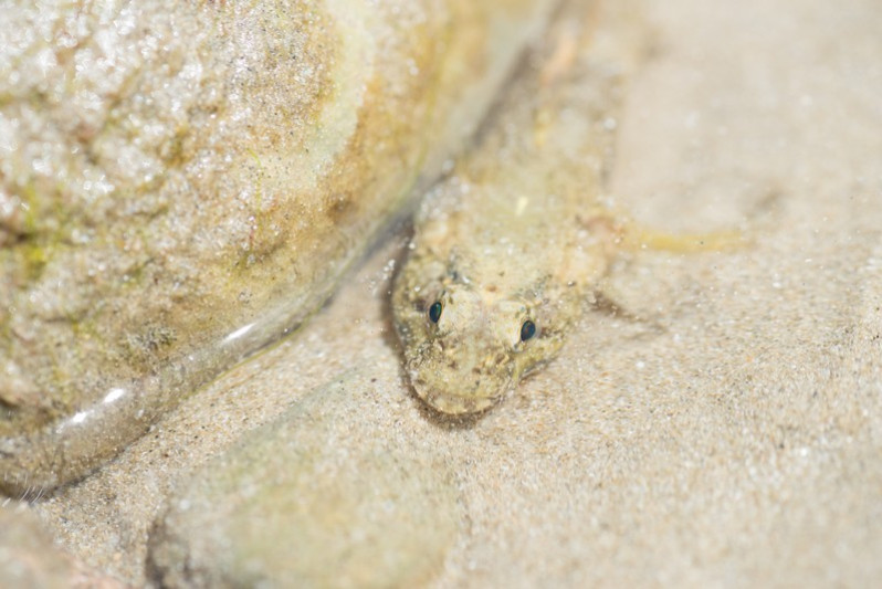 Pomatoschistus minutus (Pallas, 1770)