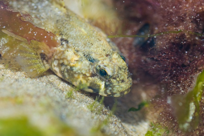 Pomatoschistus minutus (Pallas, 1770)