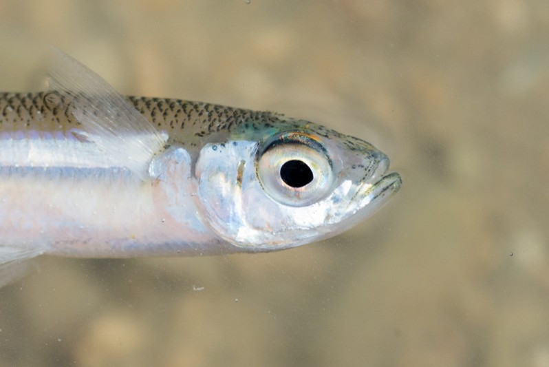 Engraulis encrasicolus (Linnaeus, 1758)