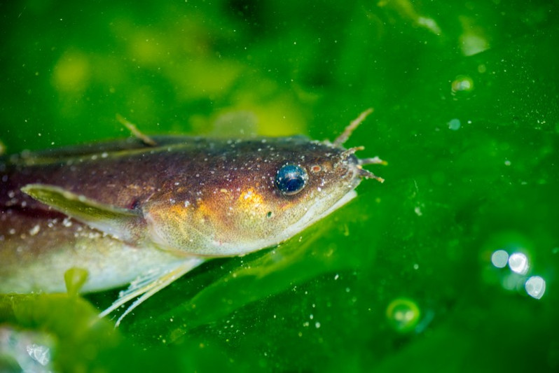 Ciliata mustella (Linnaeus, 1758)