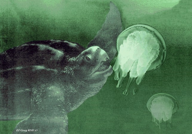 Dermochelys coriacea - Dessin