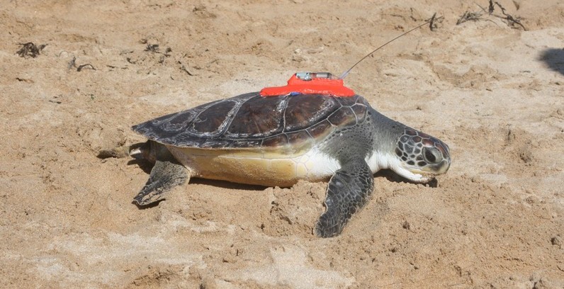 Chelonia mydas (Linnaeus, 1758)