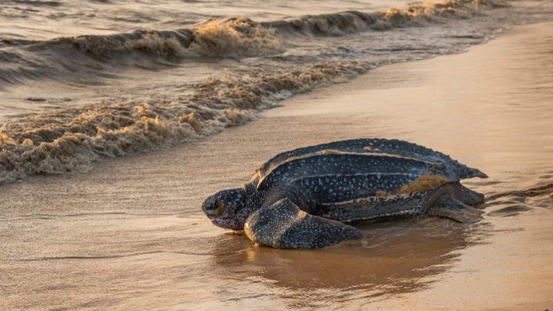 Dermochelys coriacea (Vandellius, 1761)
