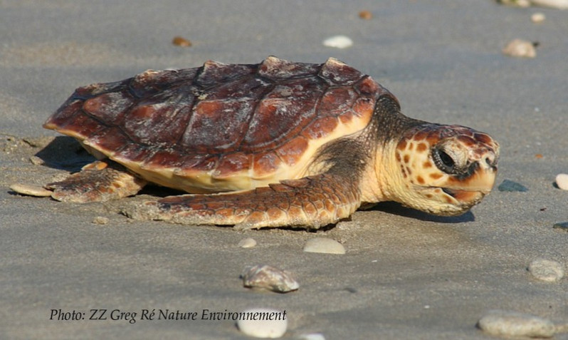 Caretta caretta (Linnaeus, 1758)