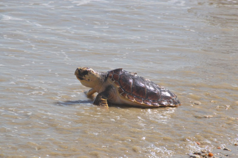 Caretta caretta (Linnaeus, 1758)