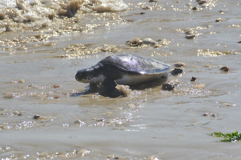 Chelonia mydas (Linnaeus, 1758)