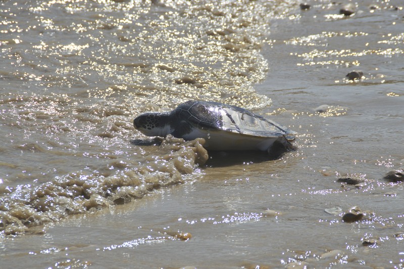 Chelonia mydas (Linnaeus, 1758)