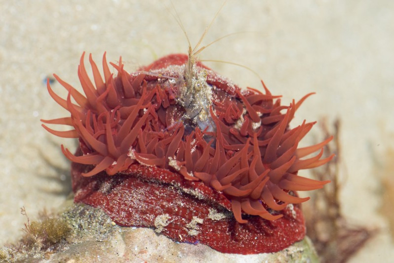 Actinia fragacea mangeant une crevette