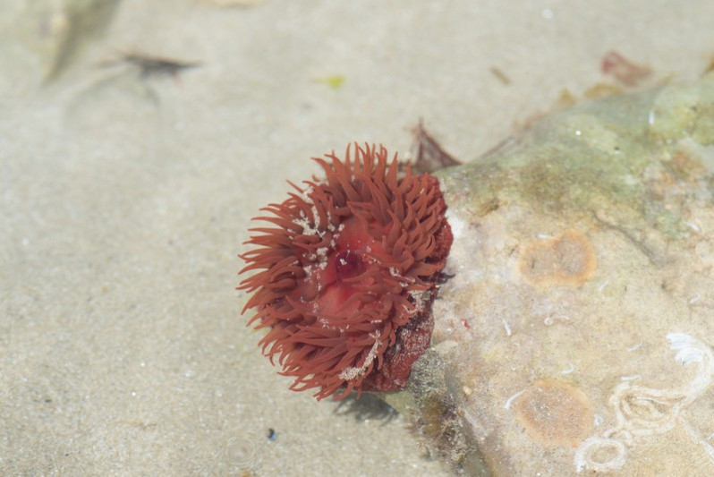 Actinia fragacea Tugwell, 1856